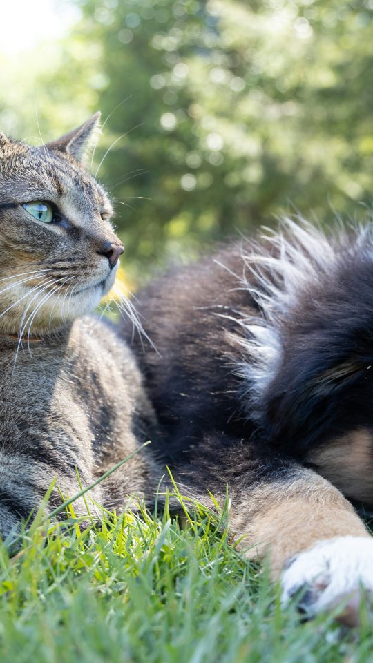 a dog and a cat laying in the grass